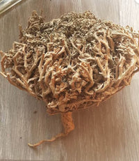 Rose de Jericho - Anastatica hierochuntica - fertilité, grossesse, stimulation- Purification